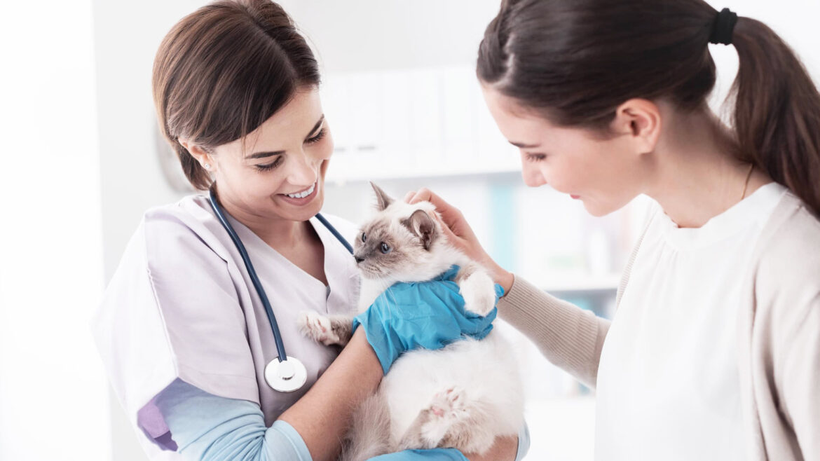 vet jobs agency blog veterinary careers